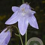 Campanula sarmatica 'Hemelstraling' GM P9