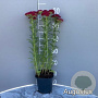 Achillea Tutti Frutti Pomegranate GM 2,0L