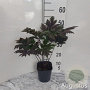 Actaea 'Chocoholic' GM 2,0L