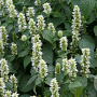 Agastache rugosa 'Alabaster' GM P9