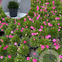 Armeria mar. 'Splendens' GM 2,0L