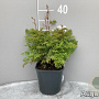 Aruncus aethusifolius GM 2,0L