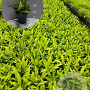Asplenium scolopendrium GM 2,0L