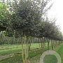 Acer campestre 450-500 cm volle grond meerstammig
