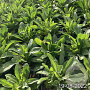 Aster amellus 'Rudolf Goethe' GM 2,0L