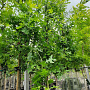 Quercus palustris 12-14 HO container