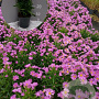 Aster (D) 'Peter Harrison' GM 2,0L