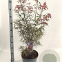 Acer pal. 'Red Pygmy' 70-90 cm 10L