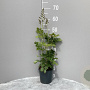 Astilbe (J) 'Europa' GM 2,0L