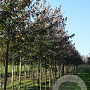 Acer rubrum 'Summer Red' 12-14 HO draadkluit