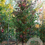 Acer saccharinum 10-12 HO draadkluit