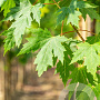 Acer saccharinum 12-14 HO draadkluit