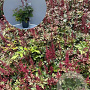 Astilbe (A) 'Spinell' GM 2,0L