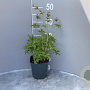 Astrantia maj. 'Florence' GM 2,0L