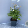 Astrantia maj. 'Snow Star' GM 2,0L