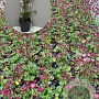 Astrantia 'Moulin Rouge' GM 2,0L