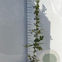 Carpinus betulus 100-125 cm 2,0L