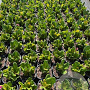 Bergenia 'Abendglut' GM 2,0L
