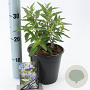 Caryopteris cland. Blue Empire 30-40 cm 2,0L