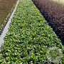 Bergenia 'Silberlicht' GM 2,0L