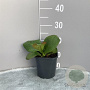 Bergenia 'Vinterglöd' GM 2,0L