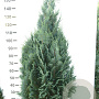 Chamaecyparis l. 'Columnaris' 140-160 cm met kluit