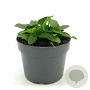 Stachys monieri 'Hummelo' GM 2,0L