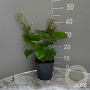 Brunnera macr. 'Betty Bowring' GM 2,0L