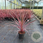 Cordyline aus. 'Southern Splendour' 30-40 cm 3,0L