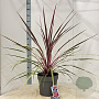 Cordyline 'Can Can' 70-80 cm 12L
