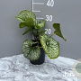 Brunnera macr. 'Mister Morse' GM 2,0L
