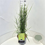 Calamagrostis acut. 'Karl Foerster' 80 cm 10L