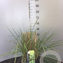 Calamagrostis acut. 'Overdam' GM P9