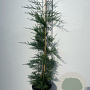 Cupressocyparis leylandii 100-125 cm 5,0L