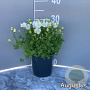 Campanula c. Florentes Avida White GM 2,0L