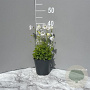 Campanula c. 'Weisse Clips' GM 2,0L