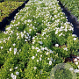 Campanula c. 'White Uniform' GM 2,0L