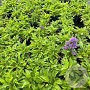 Campanula glom. 'Acaulis' GM 2,0L