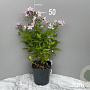 Campanula lact. 'Loddon Anna' GM 2,0L