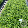 Campanula pers. 'Coerulea' GM 2,0L