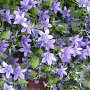 Campanula portenschlagiana GM P9
