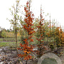 Fagus syl. 'Atropunicea' 10-12 HO draadkluit geveerd