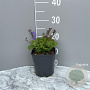 Campanula posch. 'Lagoon Blue' GM 2,0L