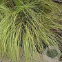 Carex comans 'Amazon Mist' GM P9