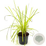 Carex elata 'Aurea' GM 2,0L