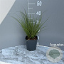 Carex flagellifera 'Kiwi' GM 2,0L