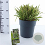 Carex morrowii 'Goldband' 30-40 cm 6,5L