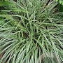 Carex morrowii 'Goldband' GM P9