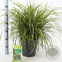 Carex morrowii 'Ice Dance' 30-40 cm 6,5L