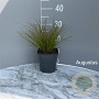 Carex testacea GM 2,0L